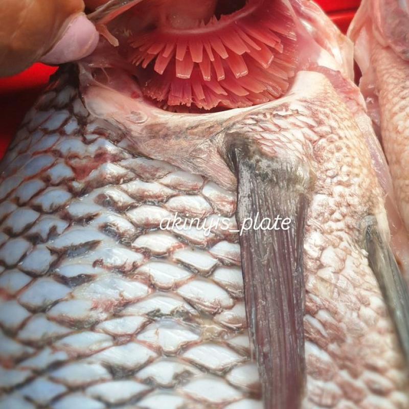 How to Know a Tilapia is Fresh: The Red Color Test