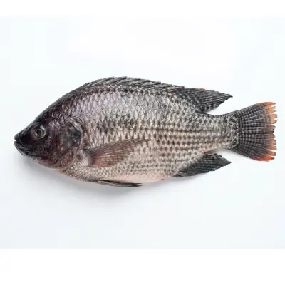 Tilapia